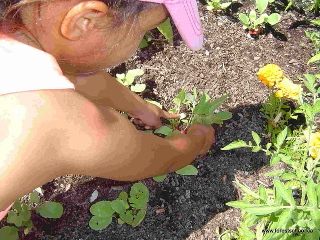 Picking radishes